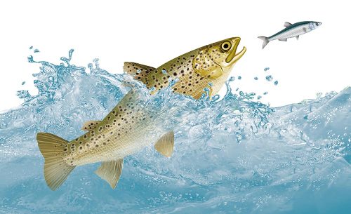 peche-a-la-truite-quebec